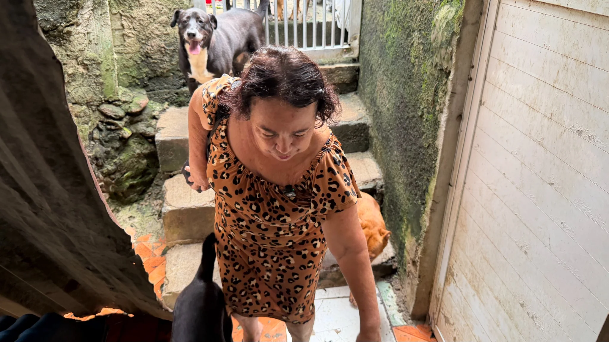 Cães protegidos no abrigo