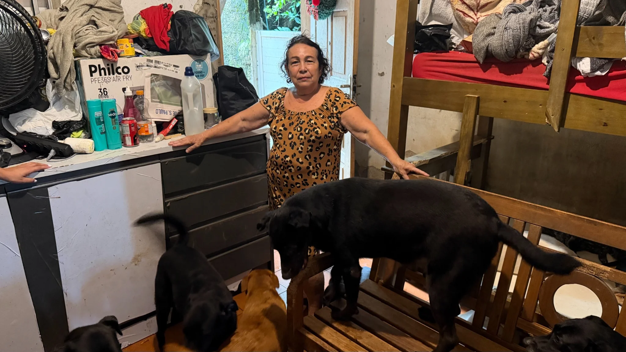 Cão resgatado aguardando adoção